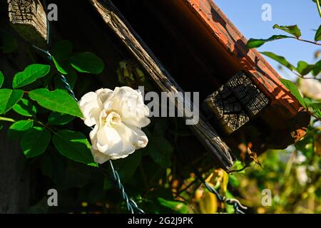 Capanna in legno sovracresciuta da un vigneto, con rose selvatiche, Rosa rugosa. Foto Stock