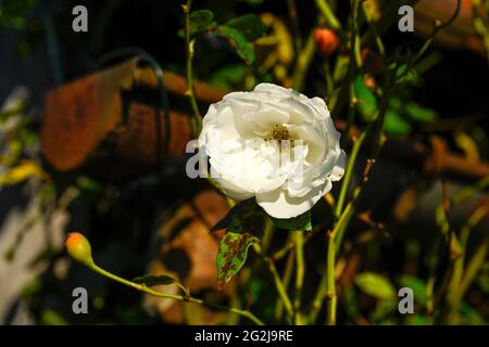 Capanna in legno sovracresciuta da un vigneto, con rose selvatiche, Rosa rugosa. Foto Stock