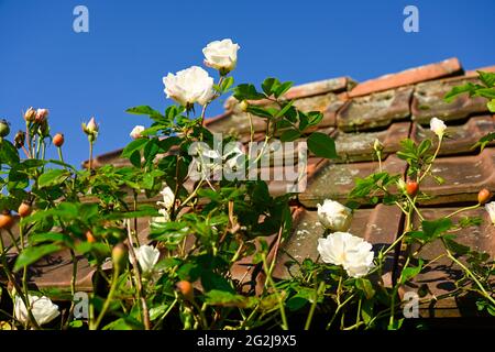 Capanna in legno sovracresciuta da un vigneto, con rose selvatiche, Rosa rugosa. Foto Stock