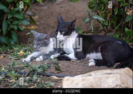 mamma senza casa gatto con gattino. Animali senza casa. Mamma di gatto con il suo gattino. Madre senza casa con il suo bambino sulla strada. Kit poco spaventato bianco e grigio Foto Stock