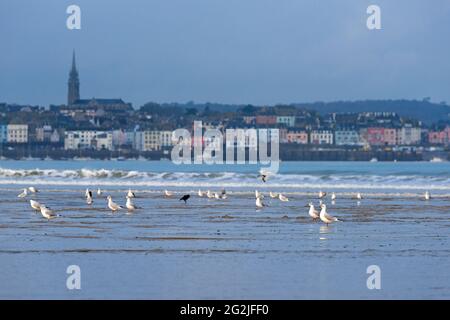 Gabbiani sulla spiaggia 'Plage du Ris', sullo sfondo case e la chiesa di Douarnenez, Francia, Bretagna, dipartimento Finistère Foto Stock