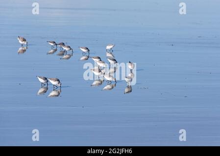 Sanderlings cercare cibo sulla spiaggia, riflessione nella sabbia bagnata, Anse de Dinan, Presqu´Ile de Crozon, Francia, Bretagna, Dipartimento del Finistère Foto Stock