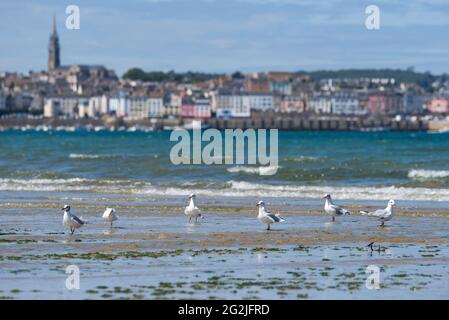 Gabbiani sulla spiaggia 'Plage du Ris', sullo sfondo case e la chiesa di Douarnenez, Francia, Bretagna, dipartimento Finistère Foto Stock