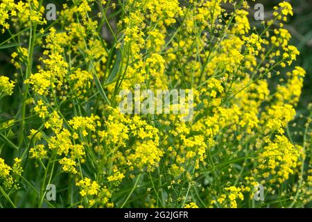 Bunias orientalis, Turco wartycavolo primavera fiori gialli closeup fuoco selettivo Foto Stock