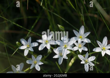 Ornithogalum umbellatum, fiori bianchi di giglio d'erba chiuda fuoco selettivo Foto Stock