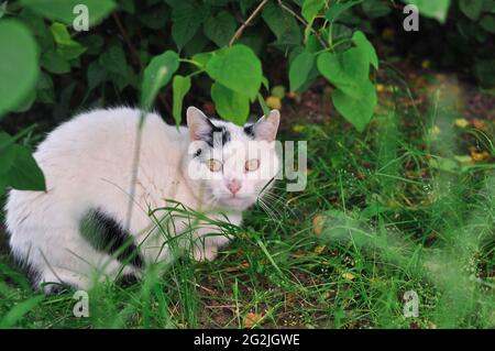 Ritratto di gatto soffice nascosto nel verde Foto Stock