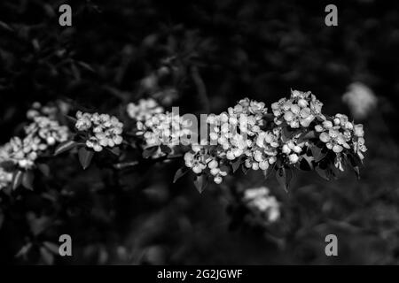 Giovane albero fiorito nella foresta in primavera, acutezza selettiva, bianco e nero Foto Stock