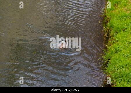 Piccolo fiume stretto con un'anatra che ha la testa sotto l'acqua mentre mangiando Foto Stock