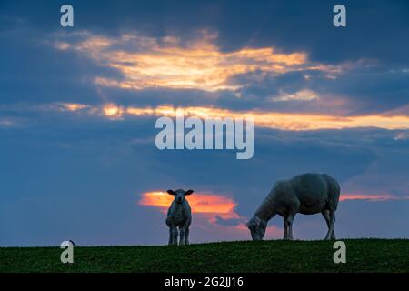 Pecora, agnello e coda di rondine sulla diga vicino Westermarkelsdorf, isola di Fehmarn, Mar Baltico Foto Stock