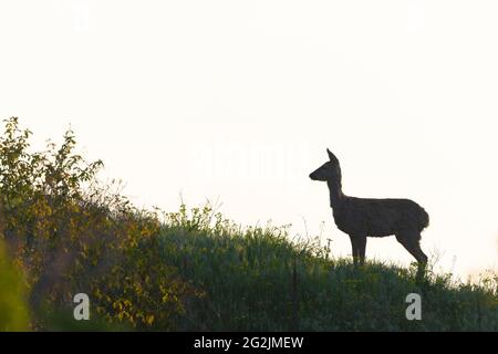 Capriolo (Capreolus capreolus) su una collina, primavera, aprile, Assia, Germania Foto Stock