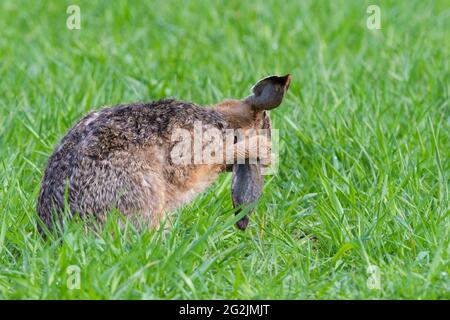 Lepre bruna (Lepus europaeus) che brulicava su un campo di grano, aprile, primavera, Assia, Germania Foto Stock