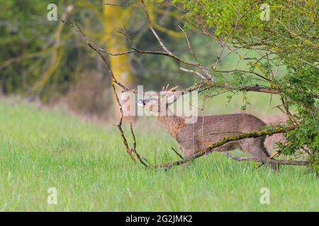 Roebuck (Capreolus capreolus) segna il suo territorio, primavera, aprile, Assia, Germania Foto Stock