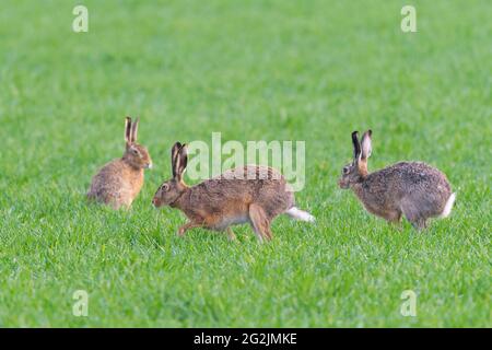 Lepre bruna (Lepus europaeus) nella stagione delle ramping, aprile, primavera, Assia, Germania Foto Stock