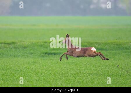 Fugitive roebuck (Capreolus capreolus) in un prato, primavera, aprile, Assia, Germania Foto Stock