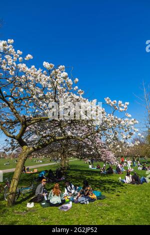 Inghilterra, Londra, Regent's Park, gruppo di giovani che picnicking sotto la fioritura di ciliegia Foto Stock