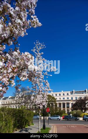 Inghilterra, Londra, Regent's Park, Chester Road e Chester Terrace con Cherry Blossom Tress a Bloom Foto Stock