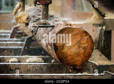 Solingen, Renania Settentrionale-Vestfalia, Germania - tronco di abete rosso, qui il legno di abete rosso infestato da barbabietole, legno di abete, viene trasformato in legno da costruzione, Foto Stock