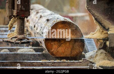 Solingen, Renania Settentrionale-Vestfalia, Germania - tronco di abete rosso, qui il legno di abete infestato da barbabietole, legno di barbabietole, viene trasformato in legno da costruzione, il legno da costruzione è scarso e costoso, carpentieri e falegnami stanno lottando con il rapido aumento dei prezzi del legno grezzo in tempi della crisi della corona, Grandi quantità di legno di gambo sono esportate Cina e gli Stati Uniti. Foto Stock