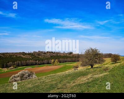 Luogo di culto, cappella, alberi, alberi di tiglio, croce di campo, Croce di pace, bordo della foresta, paesaggio collinare, Ries, cratere Ries, Geopark, Geopark Nazionale, Svevia, Svevia del Nord, Svevia del Nord Foto Stock