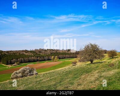 Luogo di culto, cappella, alberi, alberi di tiglio, croce di campo, Croce di pace, bordo della foresta, paesaggio collinare, Ries, cratere Ries, Geopark, Geopark Nazionale, Svevia, Svevia del Nord, Svevia del Nord Foto Stock