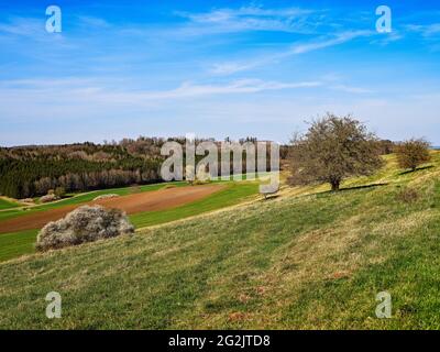 Luogo di culto, cappella, alberi, alberi di tiglio, croce di campo, Croce di pace, bordo della foresta, paesaggio collinare, Ries, cratere Ries, Geopark, Geopark Nazionale, Svevia, Svevia del Nord, Svevia del Nord Foto Stock