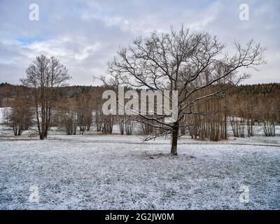 Prateria, prato umido, prato, pianura alluvionale, foresta alluvionale, alberi, foresta, parco naturale, paesaggio ricreativo, paesaggio culturale Foto Stock