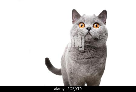 blue british shorthair gatto con gli occhi arancioni guardando sorpreso sfondo bianco Foto Stock