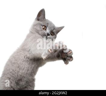 simpatico gattino britannico shorthair che gioca stretching out artigli su sfondo bianco Foto Stock