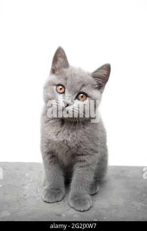 carino grigio britannico shorthair blu gattino ritratto guardando la fotocamera su sfondo bianco Foto Stock