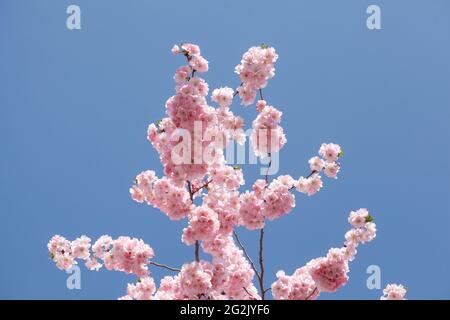 Fiore di Ciliegio Foto Stock