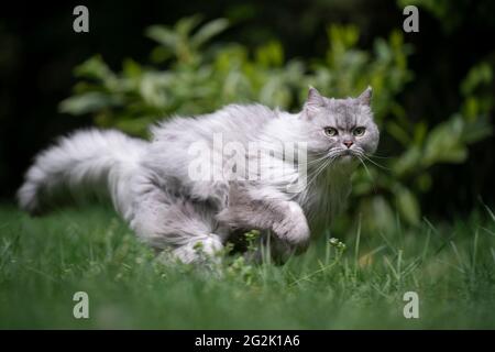 giocoso grigio argento tabby gatto longhair britannico che corre veloce prato verde all'aperto nella caccia alla natura Foto Stock