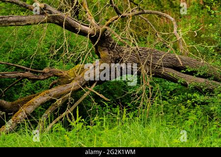 Albero rovesciato morto si trova sul bordo della foresta Foto Stock