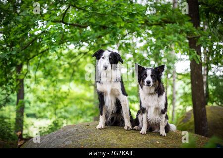 Border Collie Foto Stock