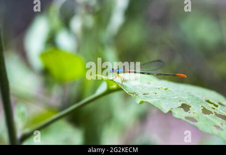 Una bella libellula multicolore seduta su una foglia di melanzana Foto Stock