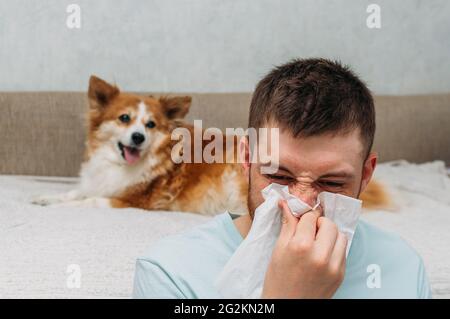 Concetto di allergia alla pelliccia animale. Un uomo con un naso che cola sullo sfondo di un cane Foto Stock