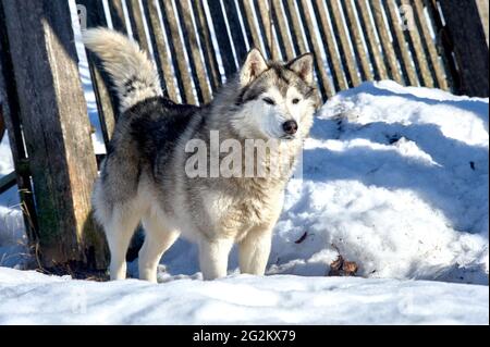 Il cane Husky è in piedi nella neve Foto Stock