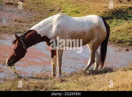 Cavallo che mangia erba in stagno. Foto Stock