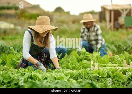 Anonymous raccoglitrici multirazziali che raccolgono la lattuga verde su piantagione Foto Stock