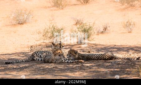 Donna ghepardo con due cubetti all'ombra nel parco transfontier di Kgalagadi, Sudafrica; specie Achinonyx jubatus famiglia di Felidae Foto Stock