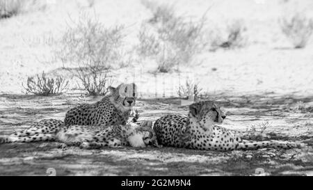 Donna ghepardo con due cubetti all'ombra nel parco transfontier di Kgalagadi, Sudafrica; specie Achinonyx jubatus famiglia di Felidae Foto Stock