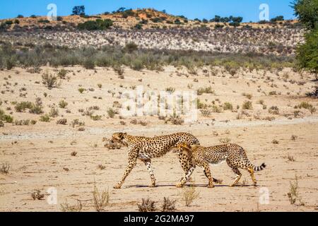 Ghepardo femmina e cucciolo camminando nel deserto nel parco transfontier di Kgalagadi, Sudafrica; specie famiglia Achinonyx jubatus di Felidae Foto Stock