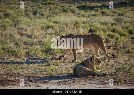 Due leonessa africana con collare radio nel parco transfontier di Kgalagadi, Sudafrica; specie panthera leo famiglia di felidae Foto Stock