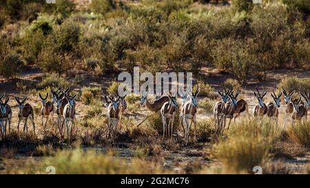 Mandria di Springbok che corre in vista frontale nel parco transfontier di Kgalagari, Sudafrica; specie Antidorcas marsupialis famiglia di Bovidae Foto Stock