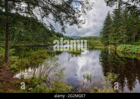Un tranquillo e tranquillo Lochan A' Ghleannain nel cuore della Loch Ard Forest, vicino Aberfoyle nel centro della Scozia, Regno Unito. Foto Stock