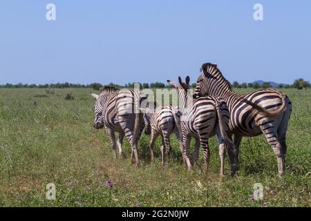 Il gregge della famiglia Zebra si allontana insieme nelle praterie boschive del Kruger National Park, in Sud Africa Foto Stock