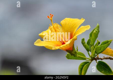 Fiore hibiscus hawaiano giallo Foto Stock