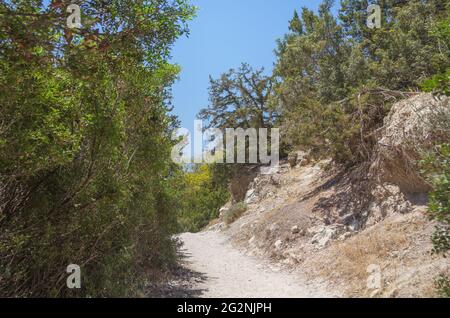 Il sentiero escursionistico è circondato da una fitta vegetazione e ripide scogliere nella Gola di Avakas. Penisola di Akamas, Cipro. Foto Stock