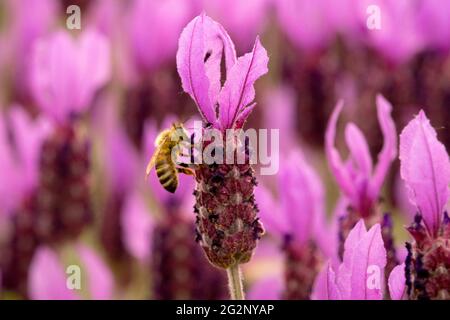 Miele Bee su fiore di lavanda primo piano Lavanda francese 'Papillon' Lavandula stoechas api-friendly piante Foto Stock