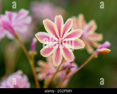 Primo piano di un fiore rosa di cotiledone Lewisia Foto Stock
