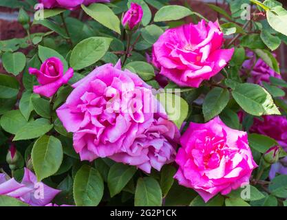 Fiori della rosa senza spina rosa scalata Zephirine Drouhin, Inghilterra UK Foto Stock